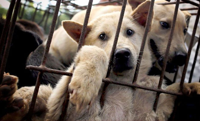 Festival de carne de perros de Yulin