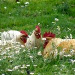 Agroecología. Pollos criados sanos y en libertad.