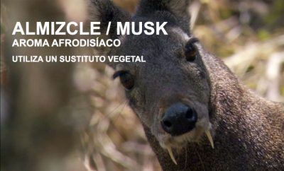almizcle-o-musk-sabes-de-donde-procede-la-naturaleza-nos-importa
