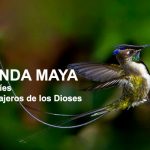 Leyenda Maya sobre los colibríes