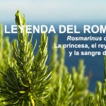 Romero, Rosmarinus officinalis
