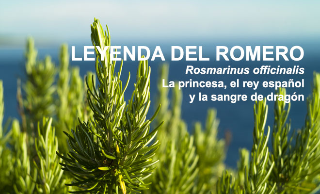 Romero, Rosmarinus officinalis